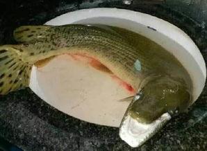 汝州最新爆料怪鱼,揭秘其神秘身世与生态影响 第3张 汝州最新爆料怪鱼,揭秘其神秘身世与生态影响 第3张