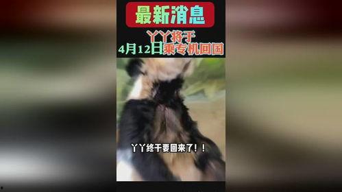 yy熊猫最新爆料消息,揭秘娱乐圈最新动态