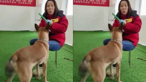 狗培训视频在线观看,精选在线视频教程一览